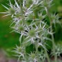 Nahaufnahme der Buntlaubigen Edeldistel (Eryngium variifolium) mit stacheligen, grün-weißen Blüten.