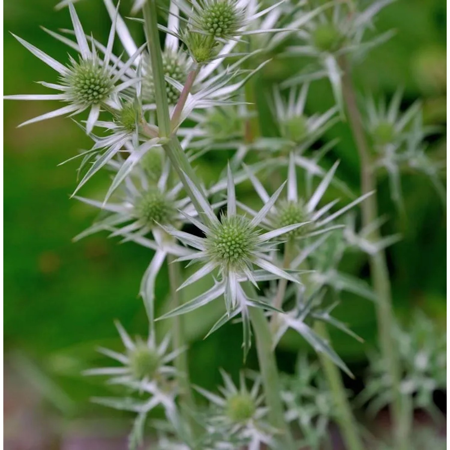 Buntlaubige Edeldistel - Eryngium variifolium