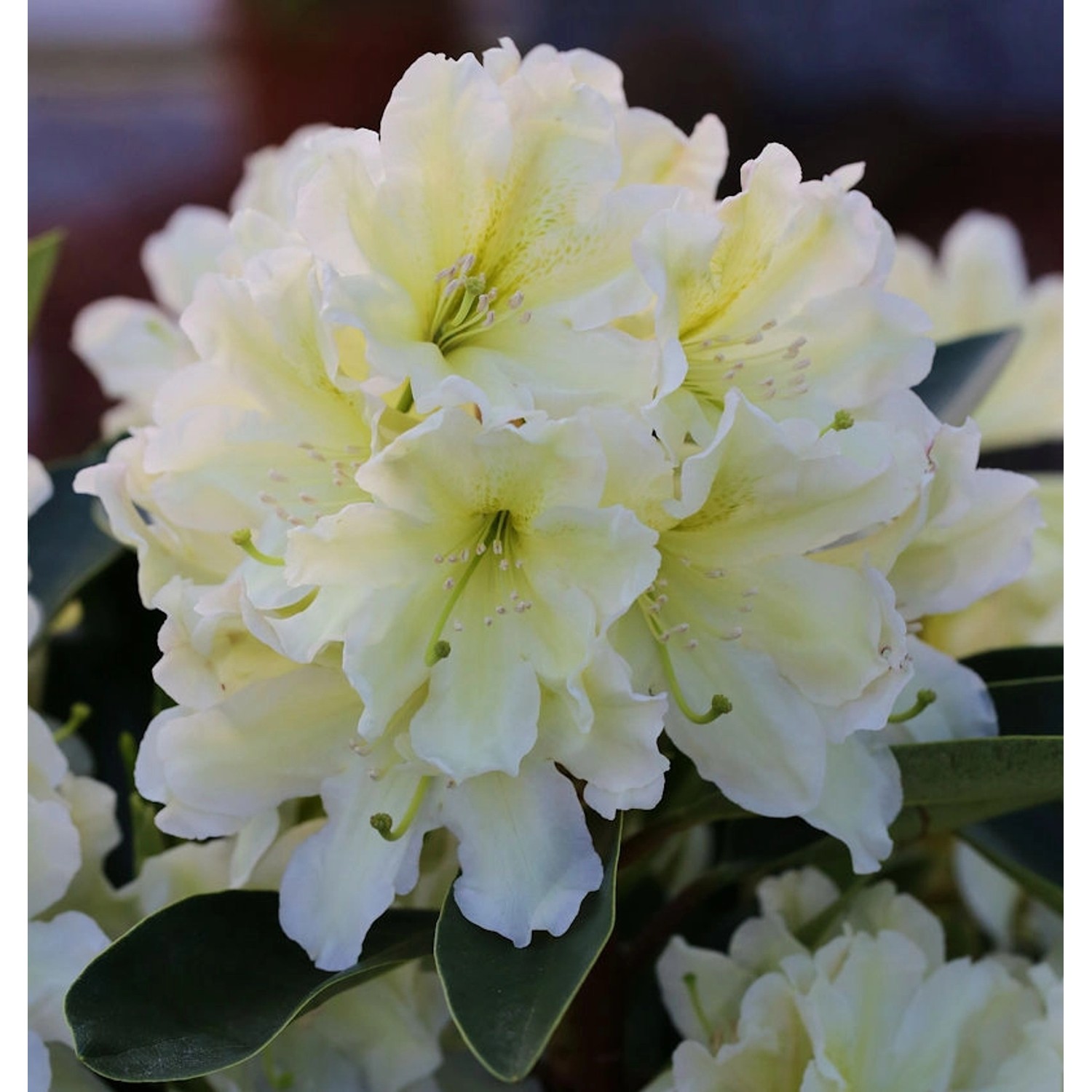 Großblumige Rhododendron Dufthecke Gelb 30-40cm - Alpenrose günstig online kaufen