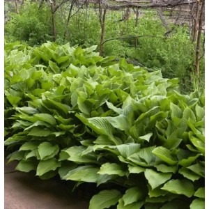 Grüne Schmalblattfunkie Erromena (Hosta undulata) im Gartenbeet.