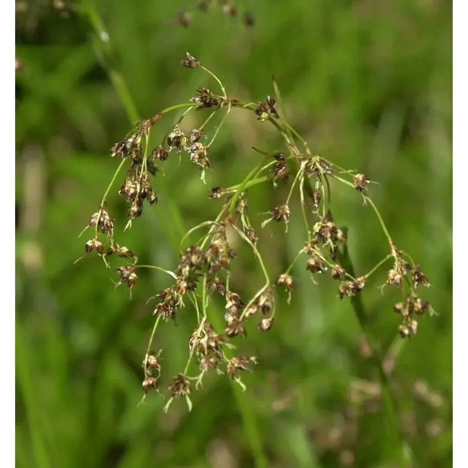 Waldmarbel - Luzula sylvatica