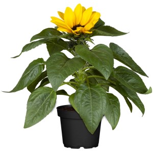 Sonnenblume Sunray im Topf, gelbe Blüten, ca. 10-20 cm hoch. Sommerblume für Beet und Balkon.