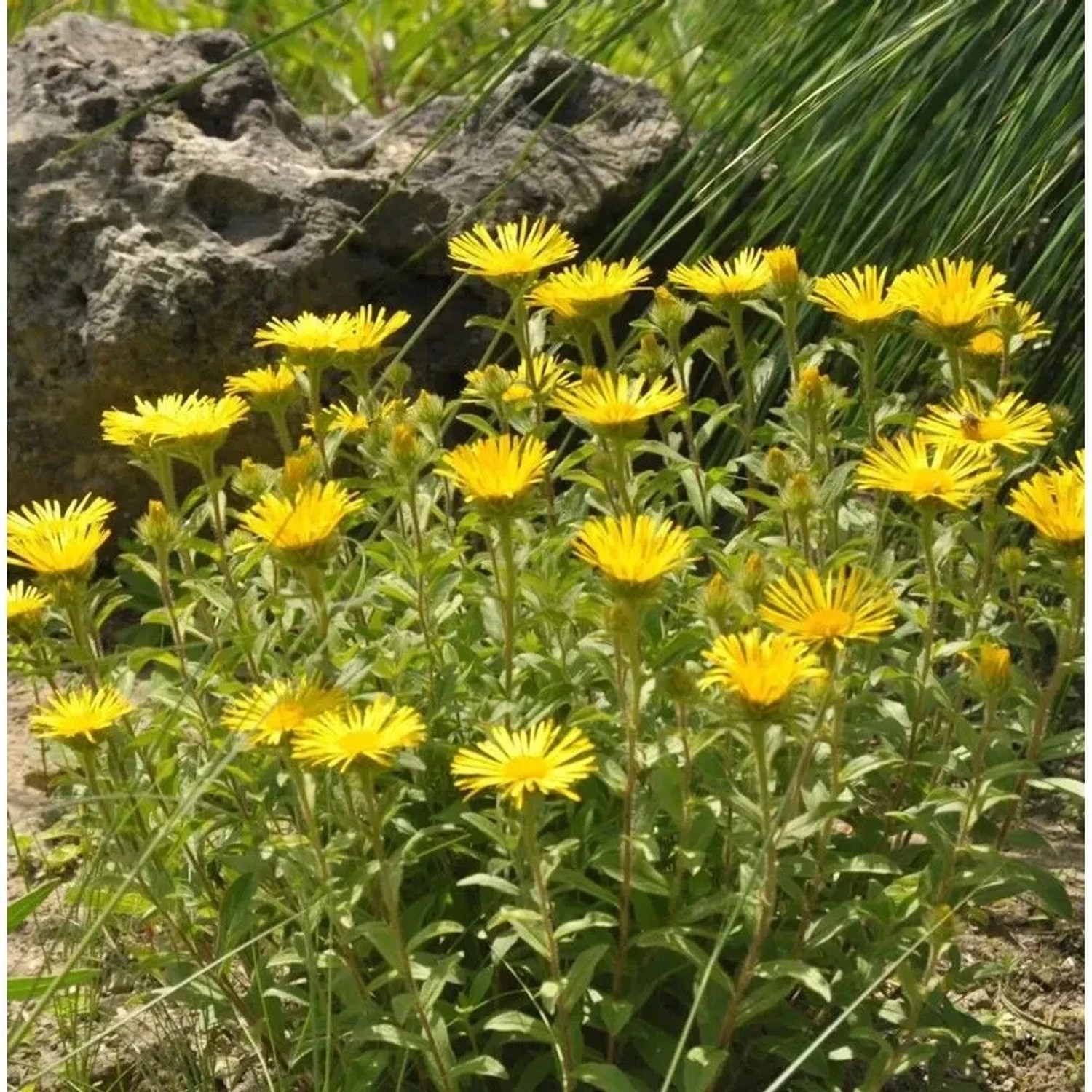 Behaarter Alant - Inula hirta