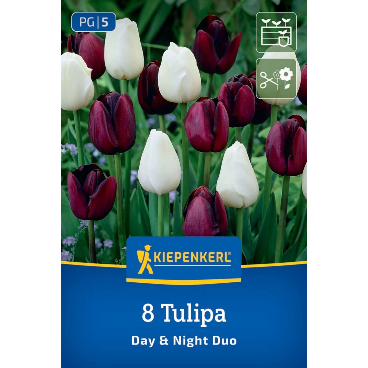 Kiepenkerl Blumenzwiebel Tulpen Mix Day & Night 8 Stück
