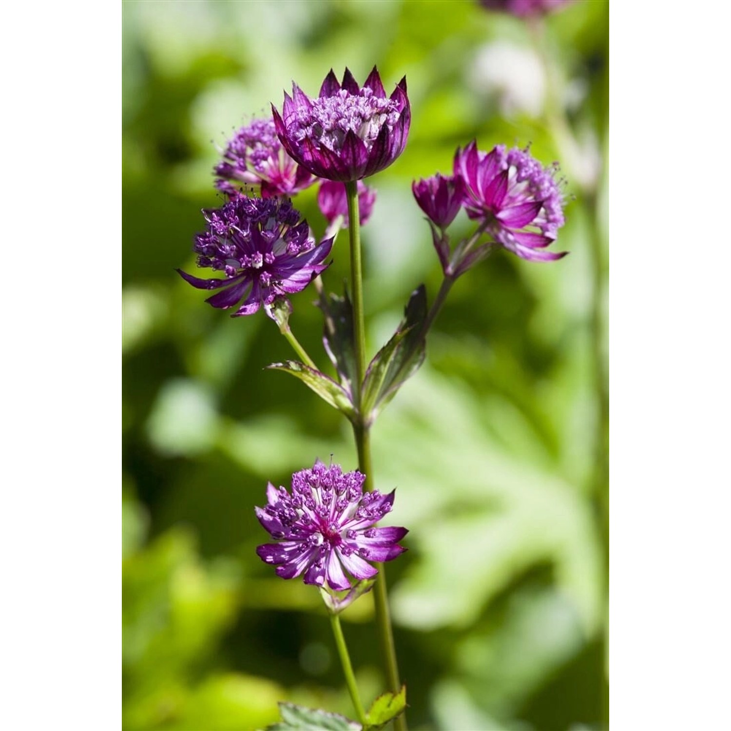 Astrantia Major Große Sterndolde Ca. 9x9 cm Topf günstig online kaufen