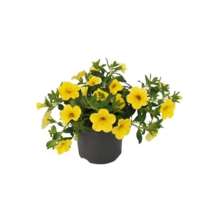 Gelbe Exotenherz Zauberglöckchen (Calibrachoa) im 12cm Topf, 3er Set Hängepflanzen.