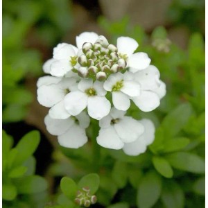Nahaufnahme der weißen Blüten der Schleifenblume Snowflake (Iberis sempervirens).