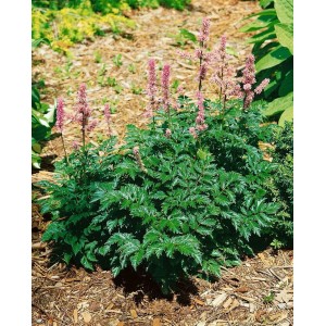 Astilbe 'Perkeo' Prachtspiere im 9x9 cm Topf mit rosa Blüten und grünen Blättern.