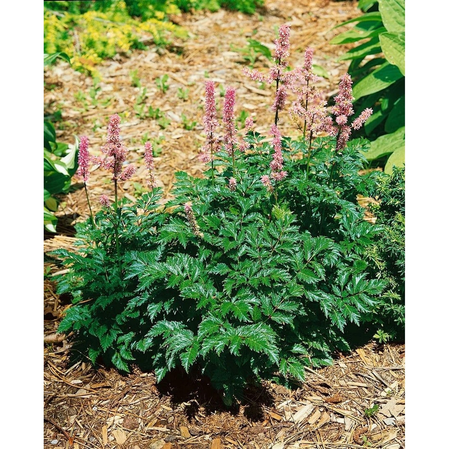 Astilbe X Crispa Perkeo Prachtspiere Ca. 9x9 cm Topf günstig online kaufen