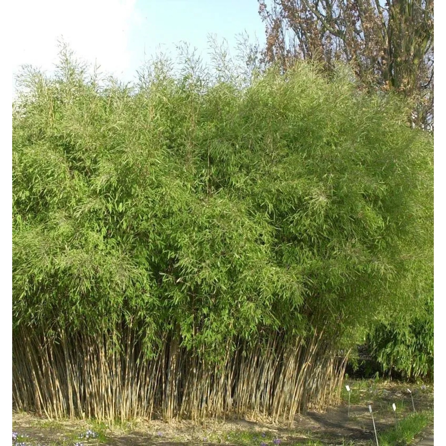 Schwarzer Gartenbambus 40-60cm - Fargesia nitida