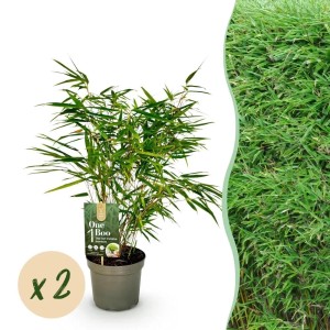 Exotenherz Bambus Fargesia Rufa Grün 2er Set 17cm Topf Höhe 60cm