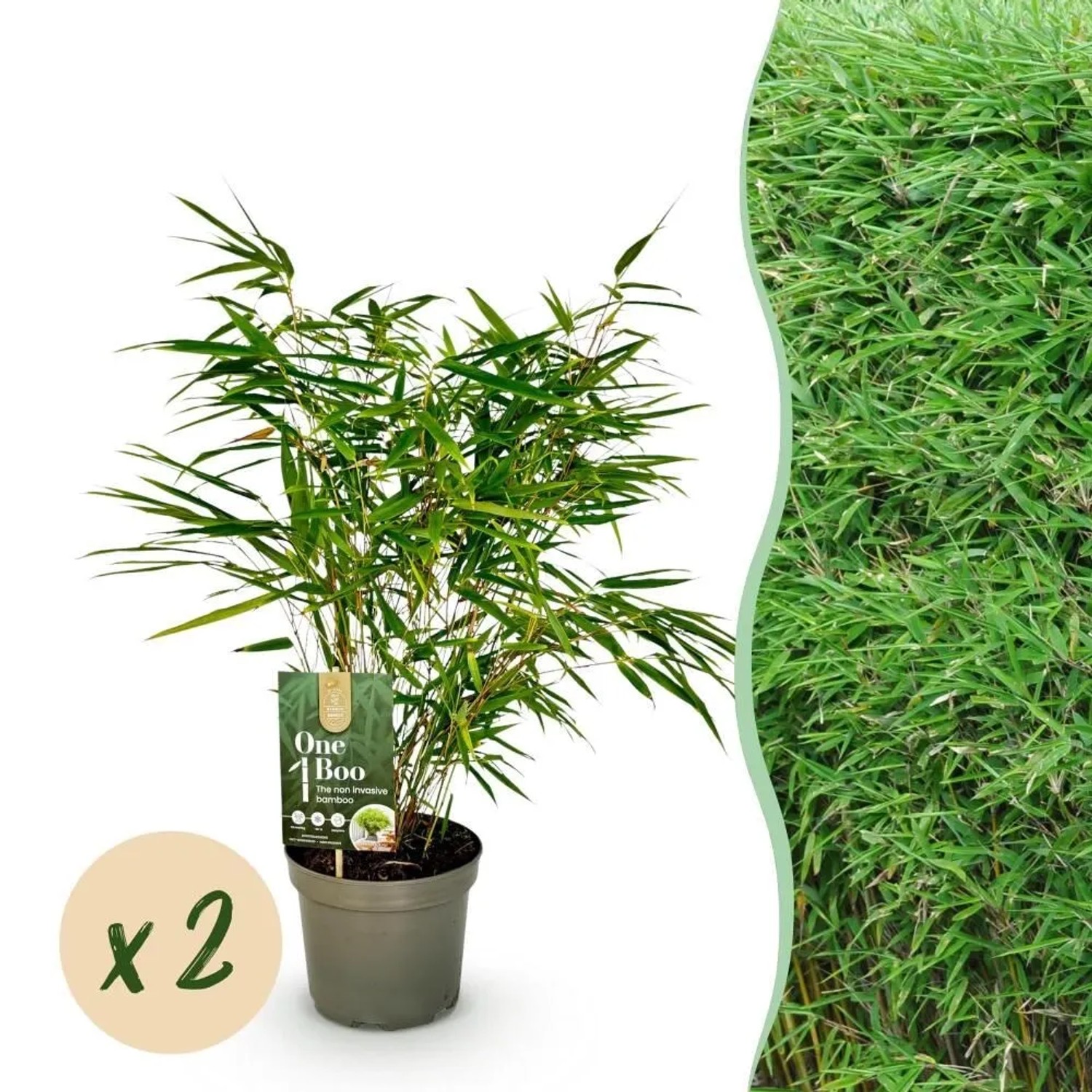 Exotenherz Bambus Fargesia Rufa Grün 2er Set 17cm Topf Höhe 60cm günstig online kaufen