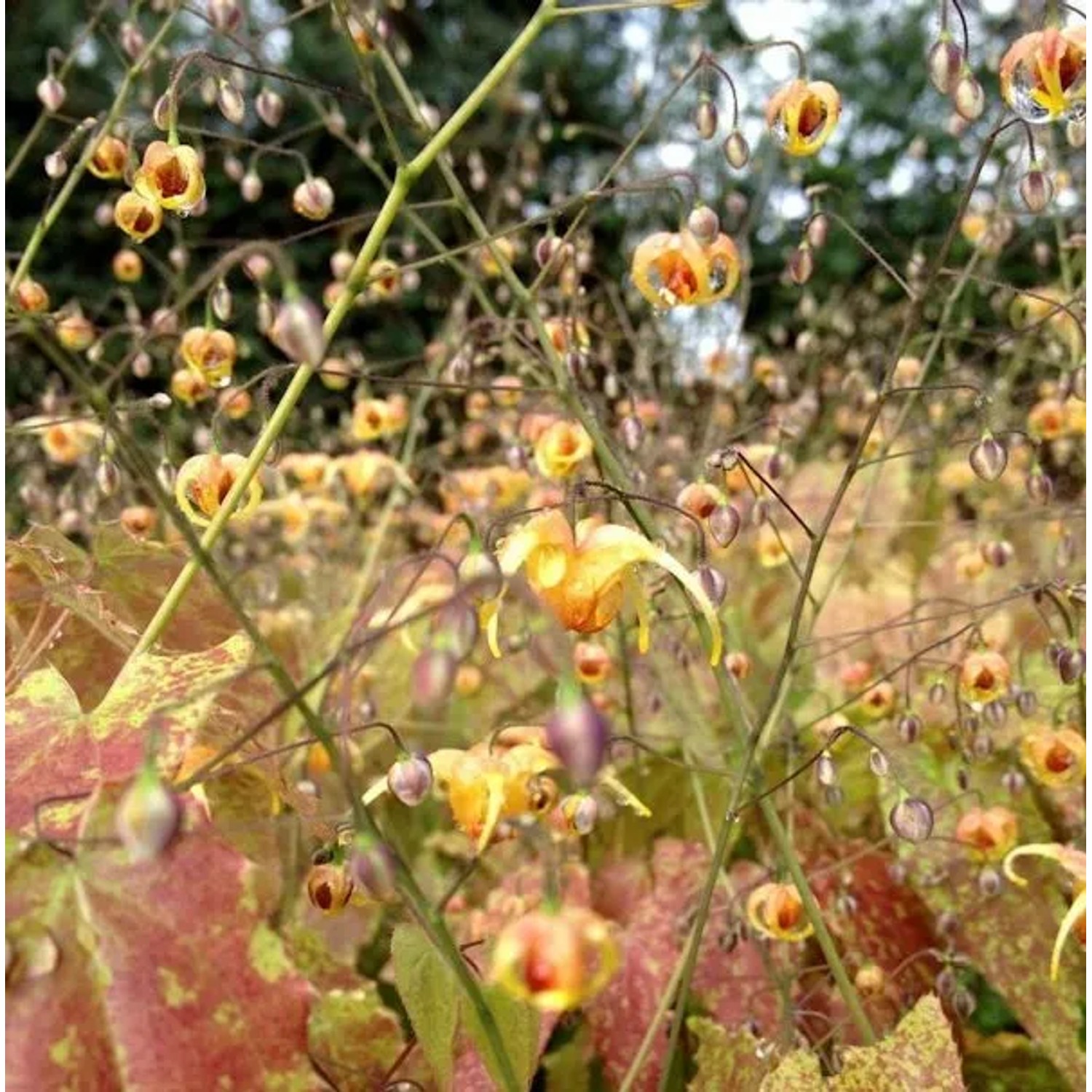 Cambridge Elfenblume - Epimedium cantabrigiense