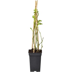 Junge, weiße OBI Kletterrose im Topf mit Rankhilfe.