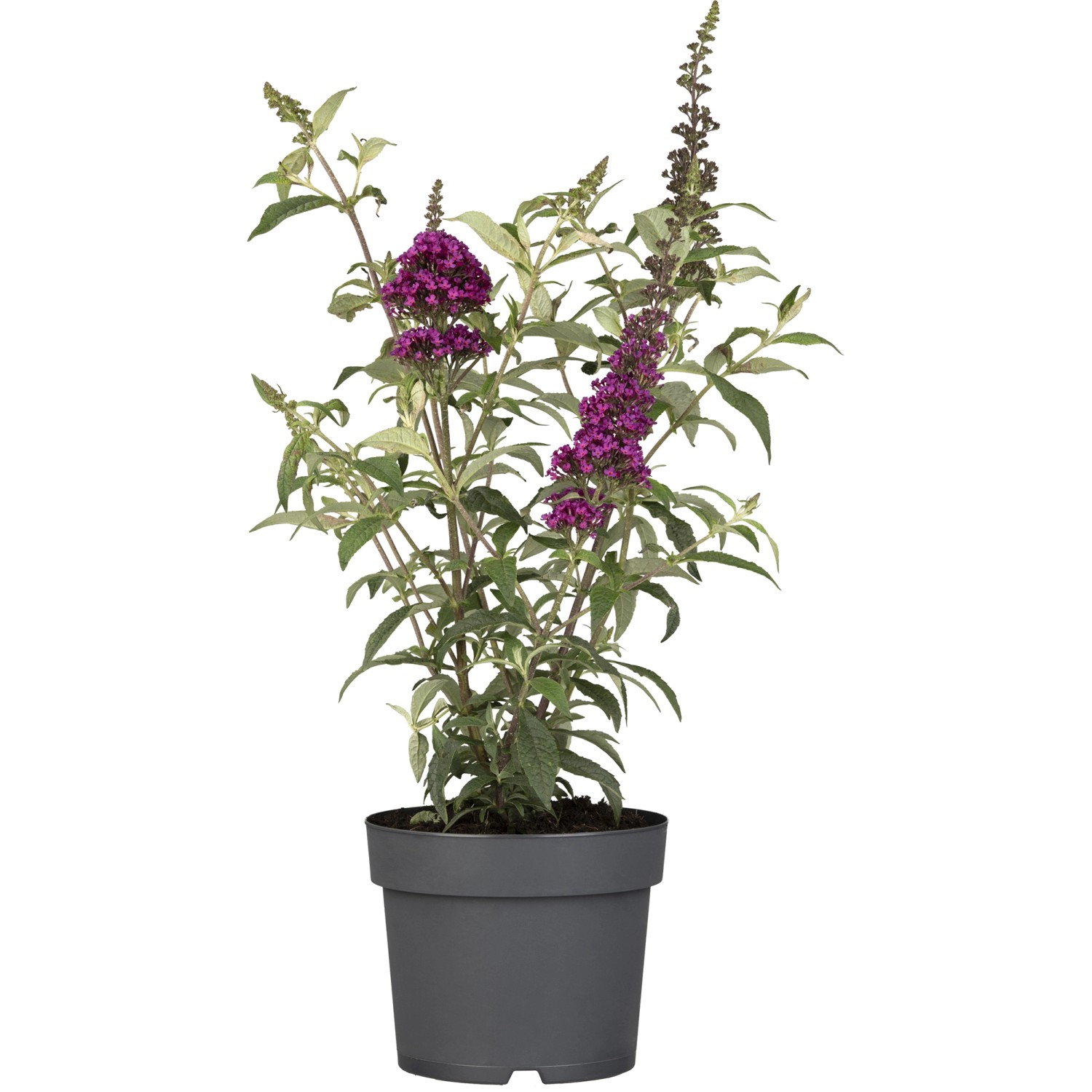 Sommerflieder Summer Teens & Kids H ca. 30 - 40 cm Topf ca. 3 l Buddleja davidii