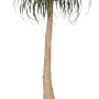 Elho Blumentopf B.For Soft Rund, Ø 34,5 cm, Anthrazit, mit Pflanze. Moderner Übertopf für Innen.