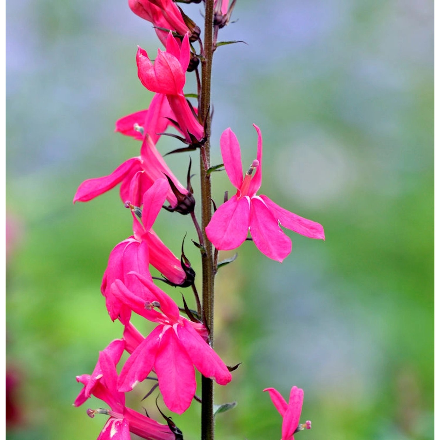 Prachtlobelie Starship Deep Rose - Lobelia speciosa günstig online kaufen