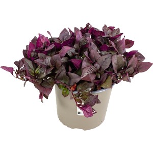 Buschiges Mini-Papageienblatt im Topf, ca. 10-20 cm, mit roten und orangen Blättern.