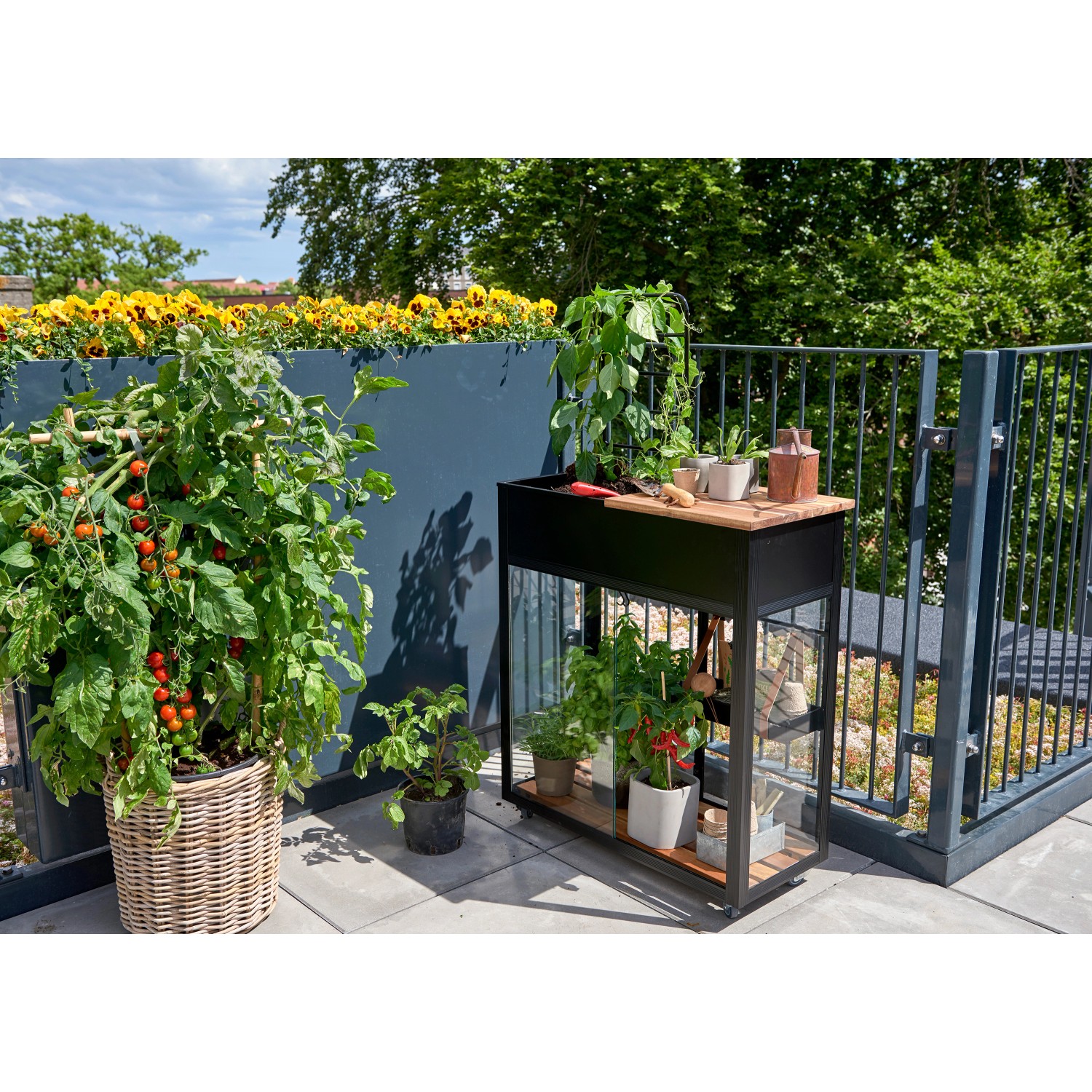 Juliana Gewächshaus Urban Vertical auf Balkon mit Pflanzen und Tomatenstrauch.