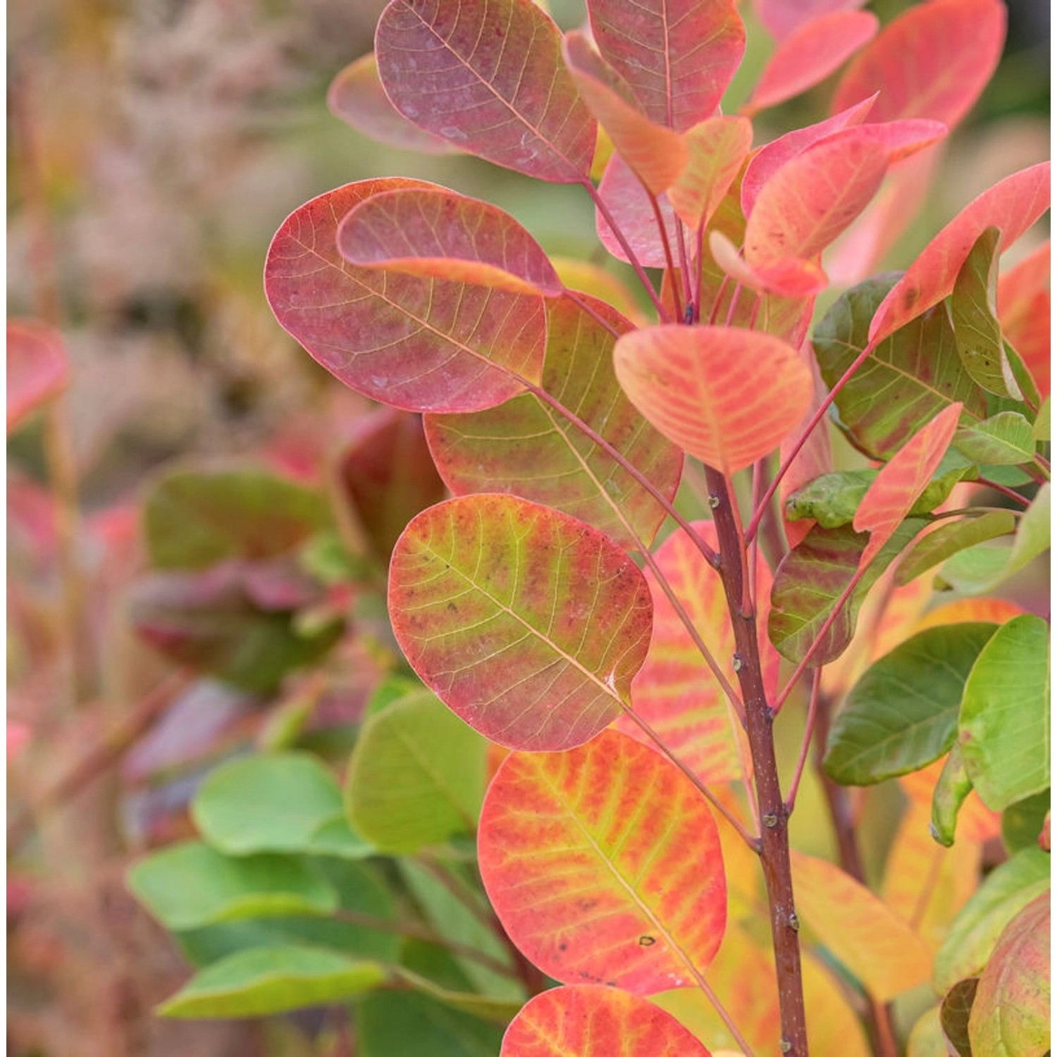 Perückenstrauch Lemon Lady 40-60cm - Cotinus coggygria günstig online kaufen