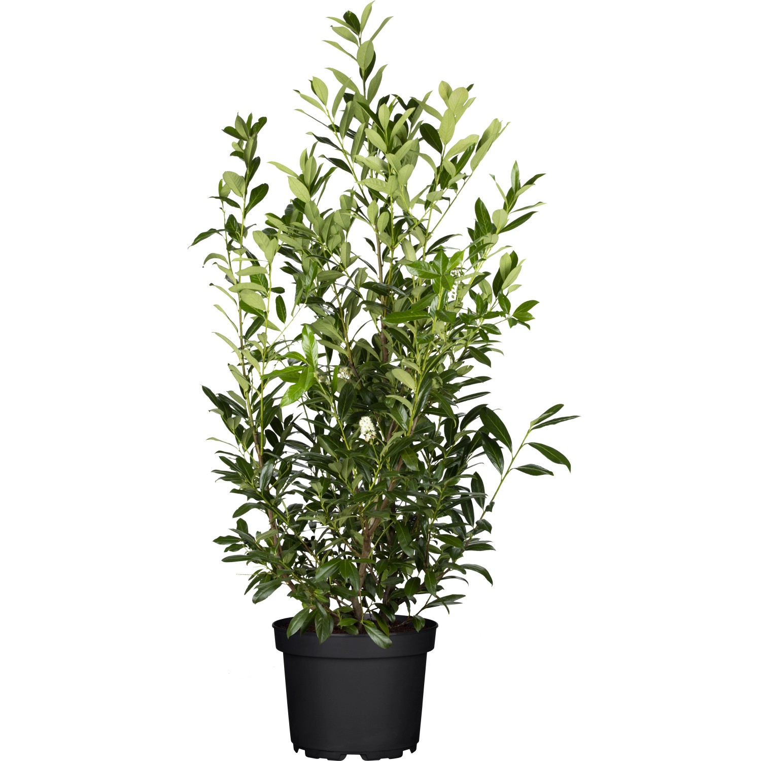 Kirschlorbeer Caucasica Set à 45 Stück Höhe ca. 60 - 80 cm Prunus laurocerasus