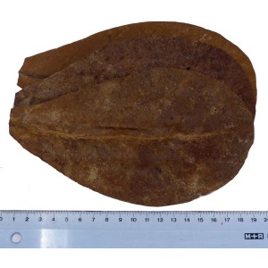 Proflora Terminalia Catappa Blätter (10 Stk.) zur Wasserwertkorrektur im Aquarium.