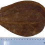 Proflora Terminalia Catappa Blätter (10 Stk.) zur Wasserwertkorrektur im Aquarium.