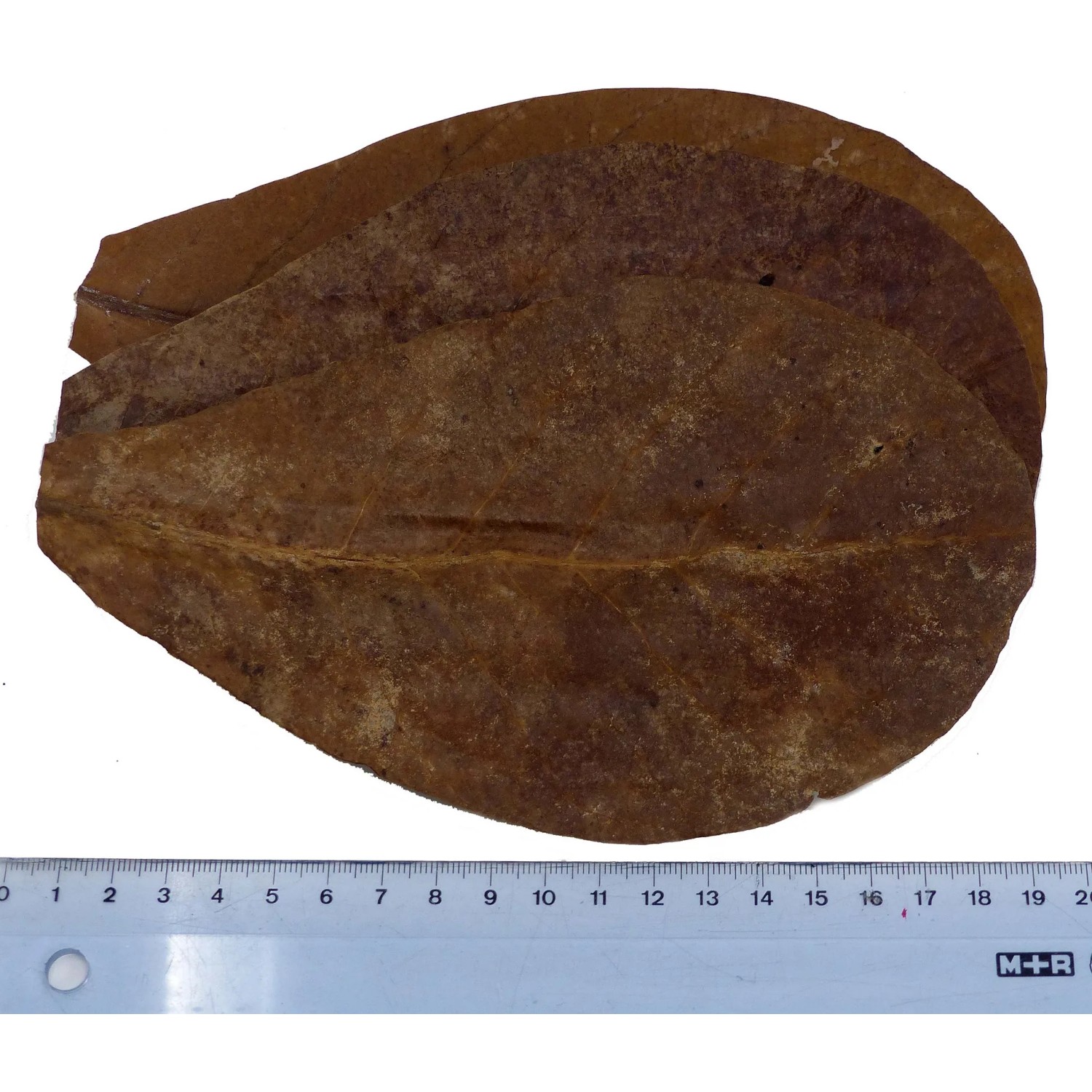 Proflora Terminalia Catappa Blätter (10 Stk.) zur Wasserwertkorrektur im Aquarium.