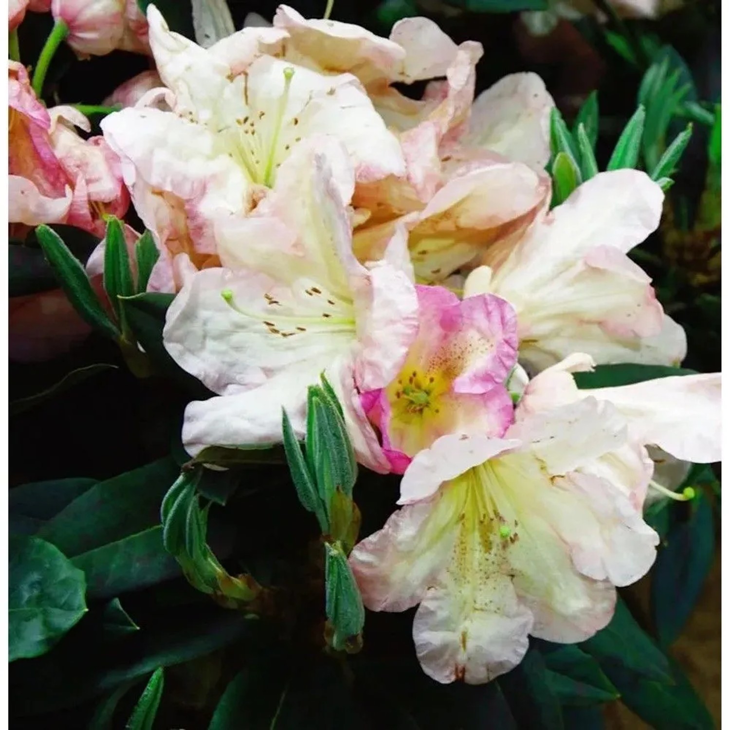 INKARHO - Großblumige Rhododendron Malvine 40-50cm - Alpenrose
