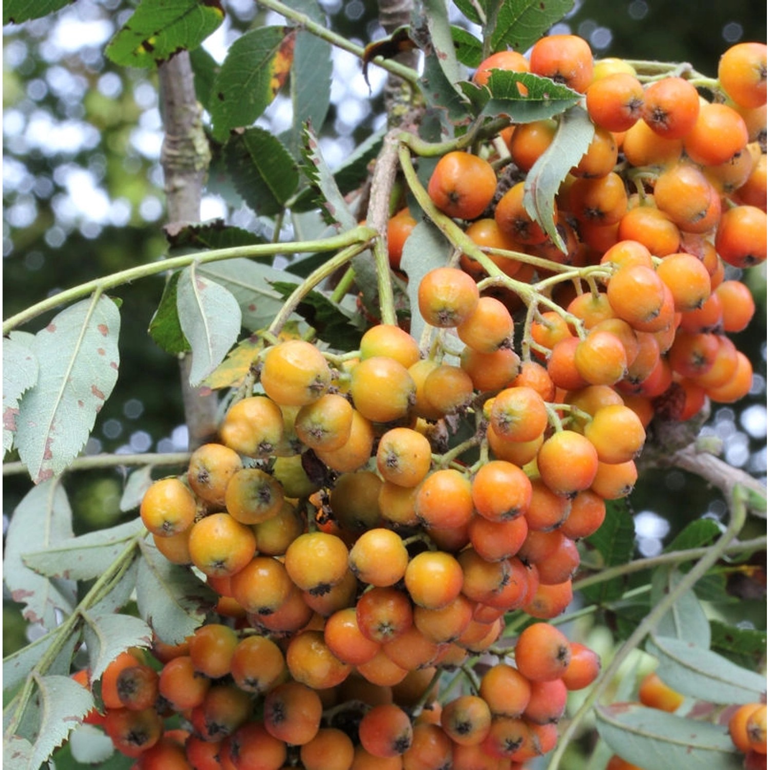 Hochstamm Mährische Eberesche Autumn Spire 100-125cm - Sorbus aucuparia günstig online kaufen