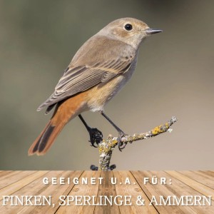 Rotkehlchen auf Ast, geeignet für Finken, Sperlinge und Ammern. Wildvogelfutter.