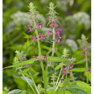 Wald-Ziest (Stachys sylvatica) Staude mit violetten Blüten und grünen Blättern.