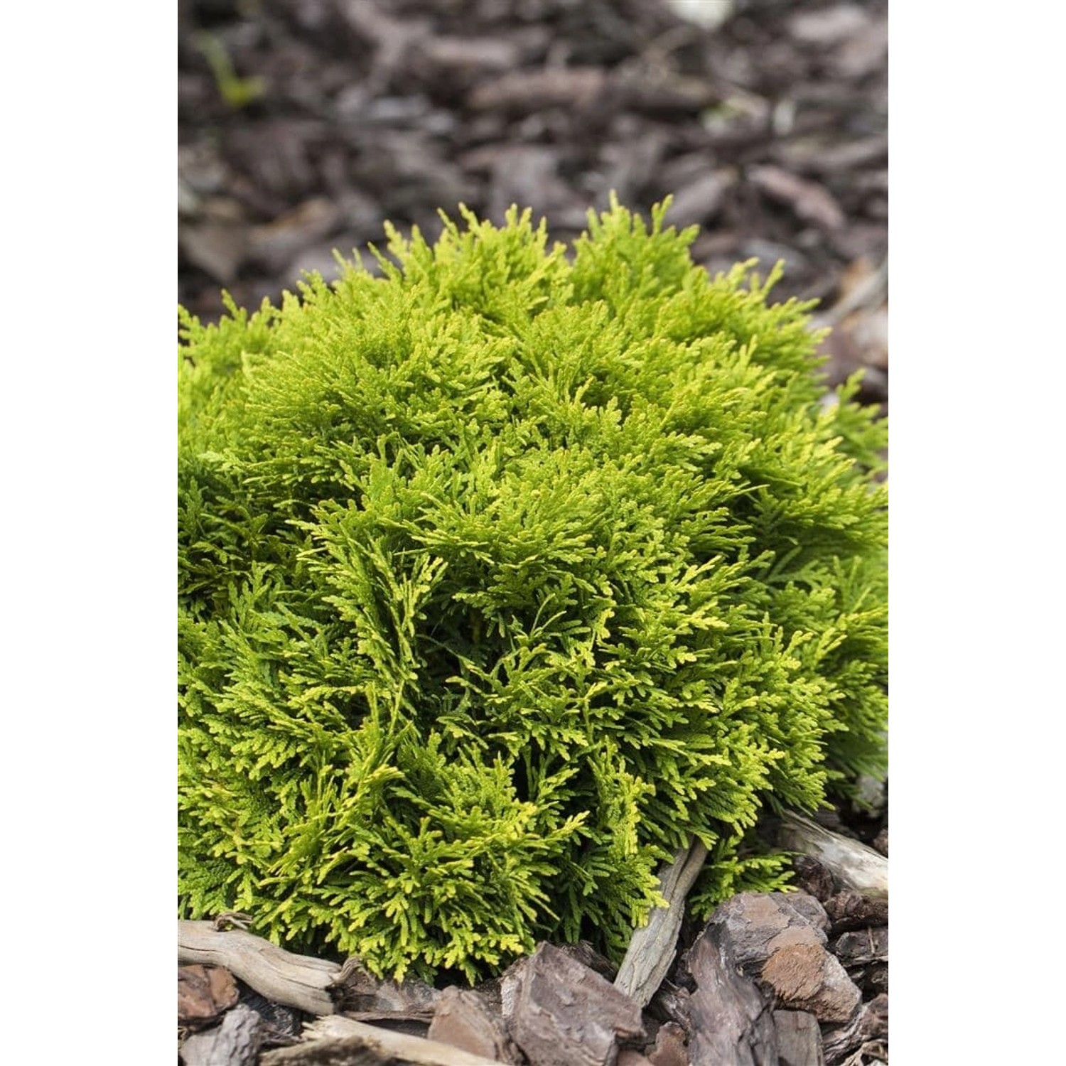 Thuja occidentalis 'Mirjam' -S- 20-25 cm günstig online kaufen