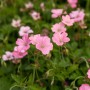 Rosa Storchschnabel 'Rosenlicht' (Geranium) im 9x9 cm Topf. Blühende Staude für Beet und Garten.