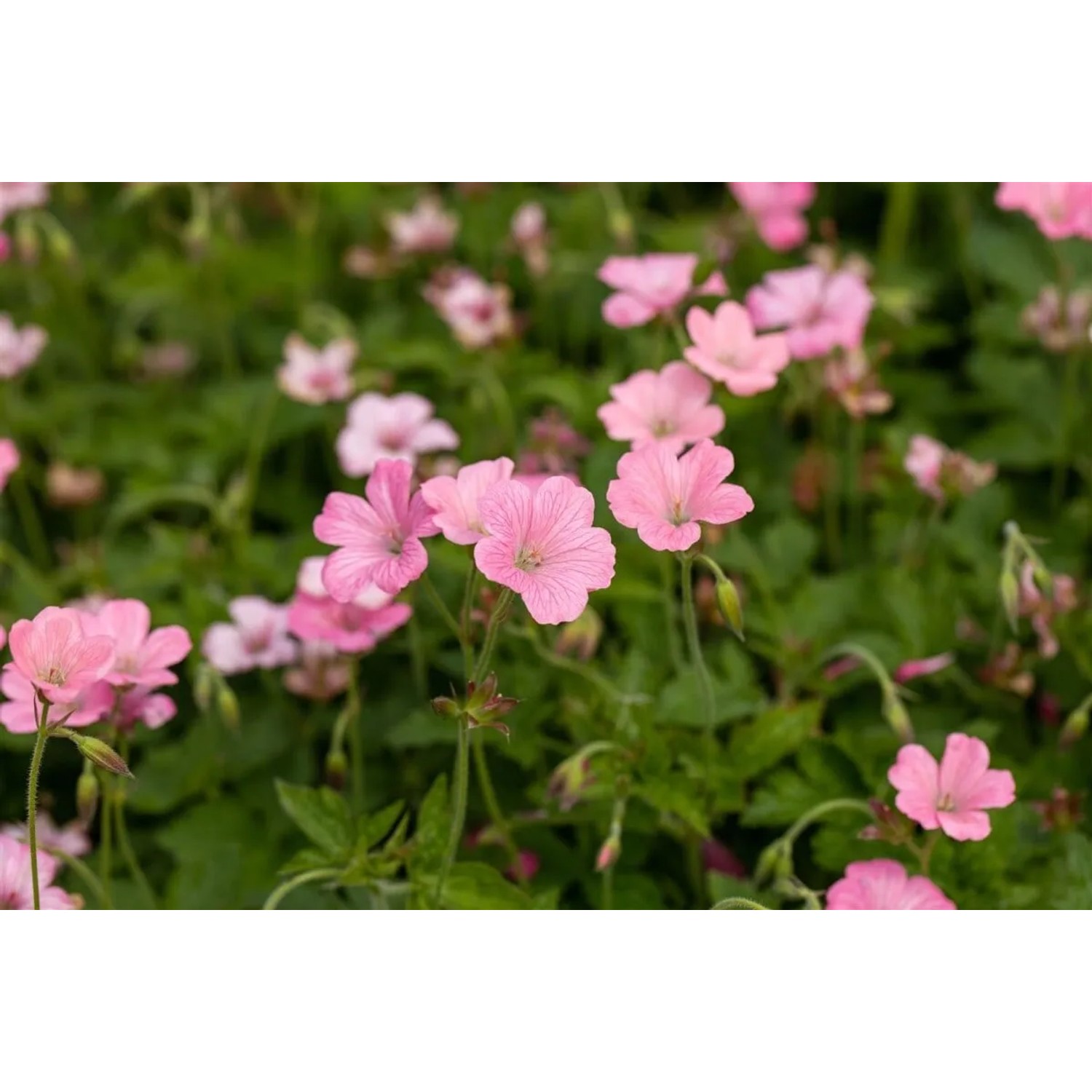 Rosa Storchschnabel 'Rosenlicht' (Geranium) im 9x9 cm Topf. Blühende Staude für Beet und Garten.
