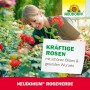 Frau pflegt Rosen mit Neudorff Neudohum Rosenerde für kräftige Rosen.