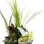 Teichpflanzen-Set, 6 Pflanzen im Topf (Ø 9cm) für einen sauberen Gartenteich.