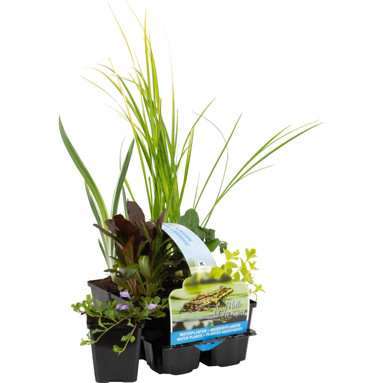 Teichpflanzen-Set, 6 Pflanzen im Topf (Ø 9cm) für einen sauberen Gartenteich.