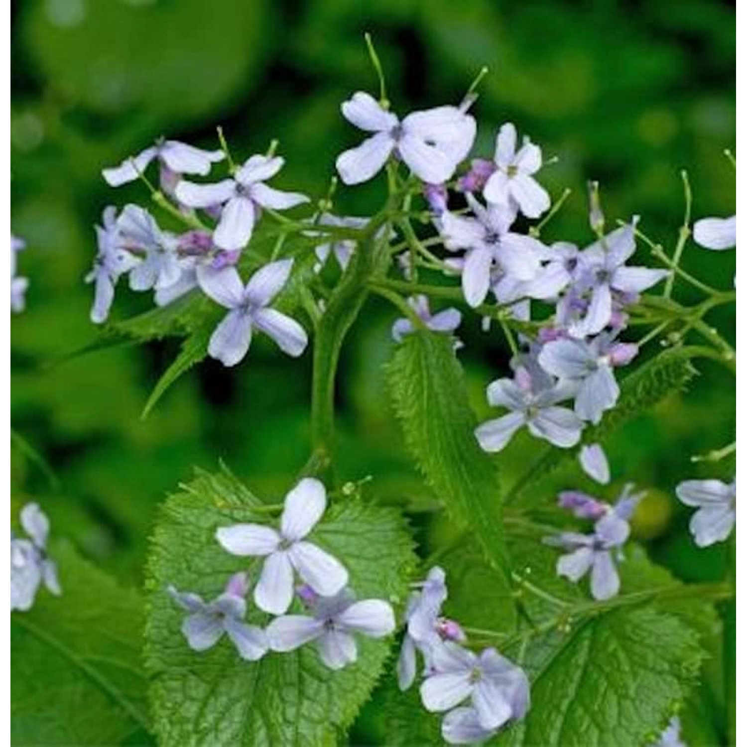 Ausdauernde Silberblatt - Lunaria rediviva günstig online kaufen