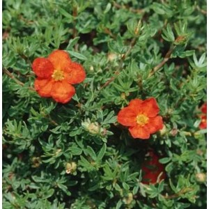 10er Set: Kleiner Spierstrauch Red Joker (Potentilla fruticosa) mit roten Blüten.