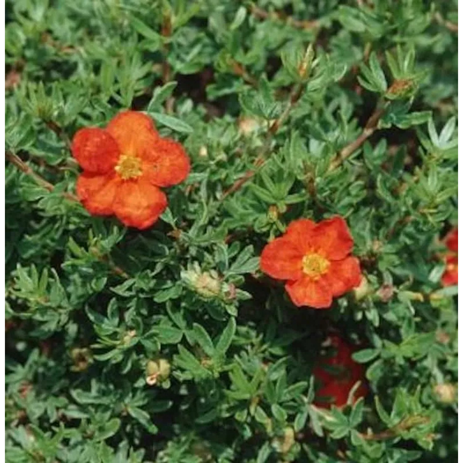 10x Kleiner Spierstrauch Red Joker - Potentilla fruticosa