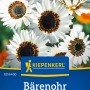 Kiepenkerl Bärenohr Zulu Prince, cremeweiße Blüten mit dunkler Mitte, Blumensamen.