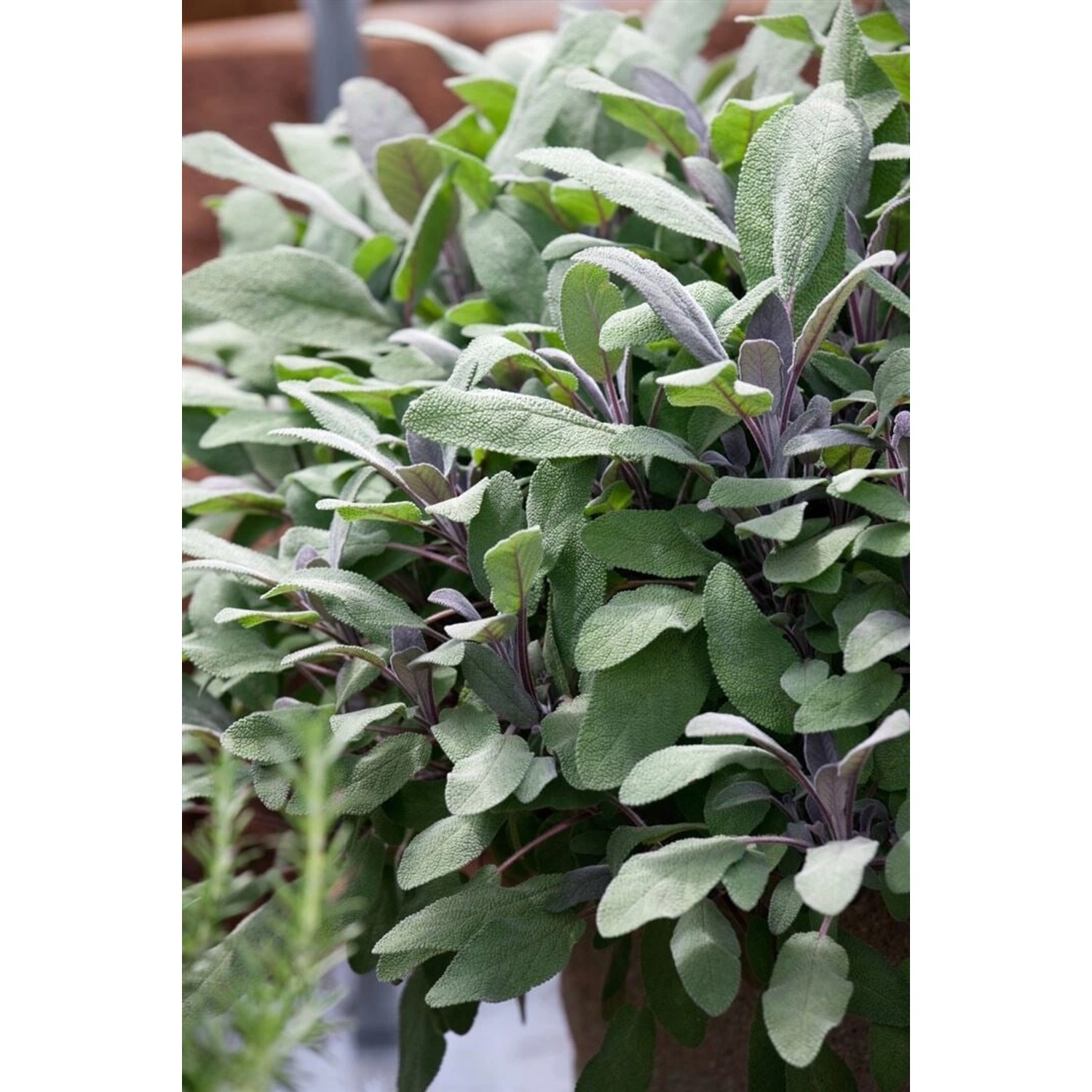 Salvia Officinalis Purpurascens Echter Salbei Ca. 9x9 cm Topf günstig online kaufen