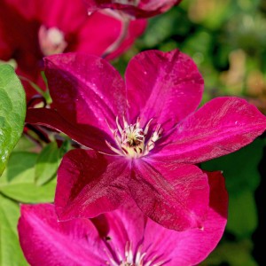 Nahaufnahme einer purpurroten Waldrebe (Clematis Rouge Cardinal) mit filigranen Blütenblättern.