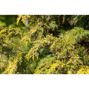 Goldgelbe Chamaecyparis lawsoniana 'Kelleriis Gold' Heckenpflanze, 80-100 cm hoch.