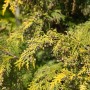 Goldgelbe Chamaecyparis lawsoniana 'Kelleriis Gold' Heckenpflanze, 80-100 cm hoch.
