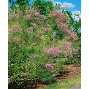 Rosafarbener Sommerflieder (Tamarix Ramosissima), 60-100 cm hoch, blühender Strauch für Garten und Kübel.