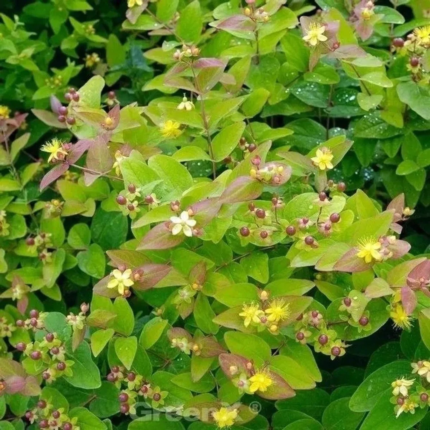 Mannsblut - Hypericum androsaemum