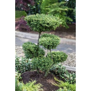 Ilex crenata 'Convexa' als Formgehölz im Garten, grüne Heckenpflanze mit Formschnitt.
