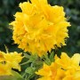 Leuchtend gelber Rhododendron Luteum Goldstück, Blütenstand im Detail.